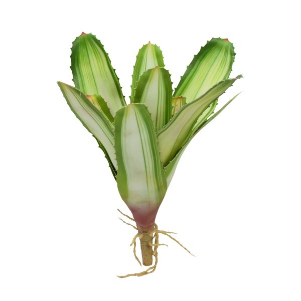 Bromelia Neoregelia White - Lucky reptile