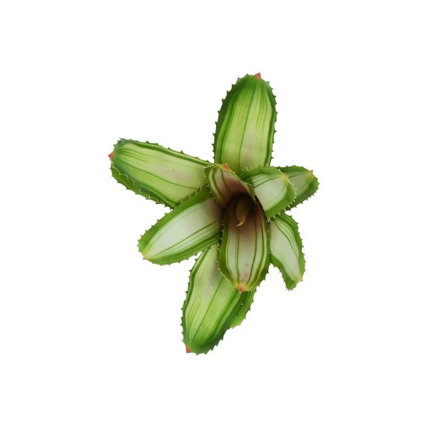 Bromelia Neoregelia White - Lucky reptile