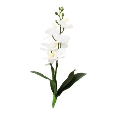 Orchid small white 2