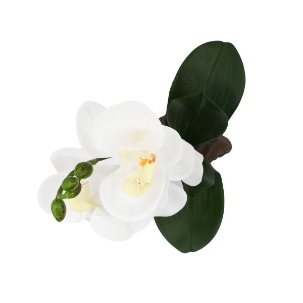 Orchid small white