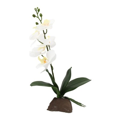 Orchid small white