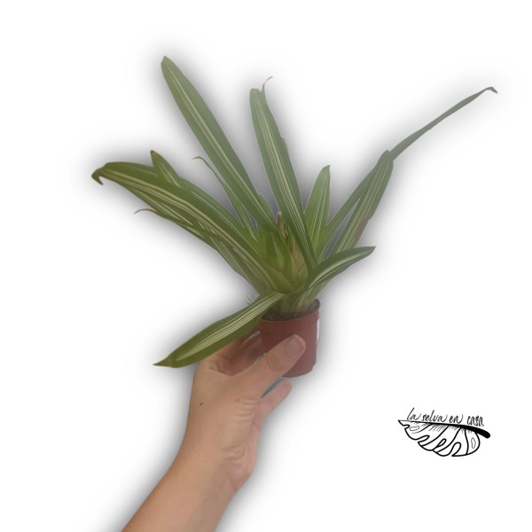 Neoregelia nidularium striped fireball