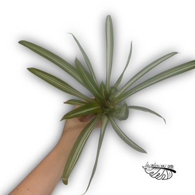 Neoregelia nidularium striped fireball 2