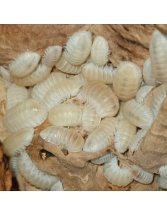 Cubaris murina “Glaze”