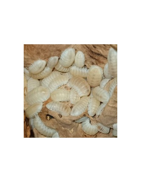 Cubaris murina “Glaze”