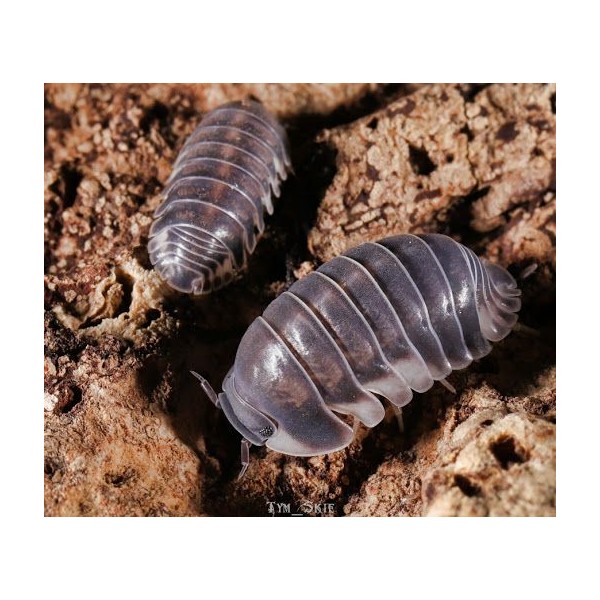 Cubaris murina “Glaze”