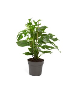 Rhaphidophora tetrasperma 2