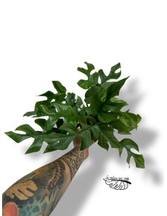 Rhaphidophora tetrasperma