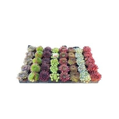 Sempervivum 2