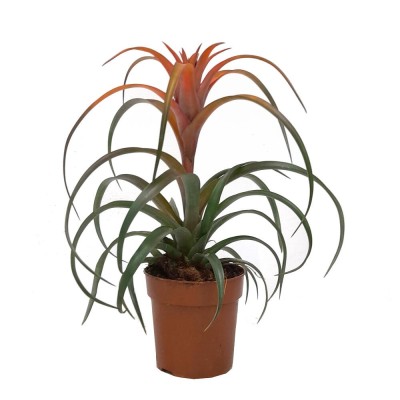 Tillandsia capitata 'Hermosa'