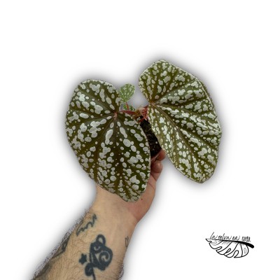 Begonia ‘Snowcap’ 2
