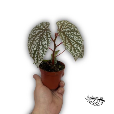 Begonia ‘Snowcap’