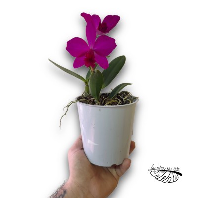 Cattleya