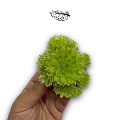 Sempervivum