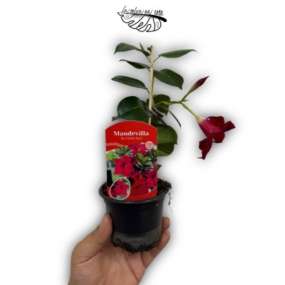 Mandevilla sanderi 'Rio Petite Red'