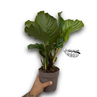 Calathea Orbifolia