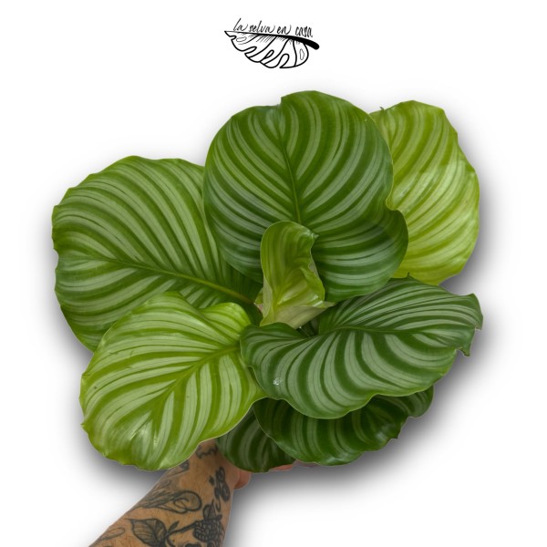 Calathea Orbifolia