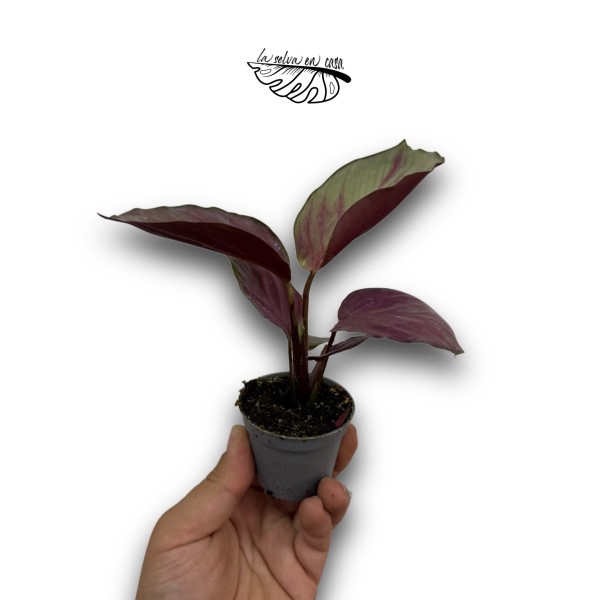 Calathea roseopicta 'Silver Plate'