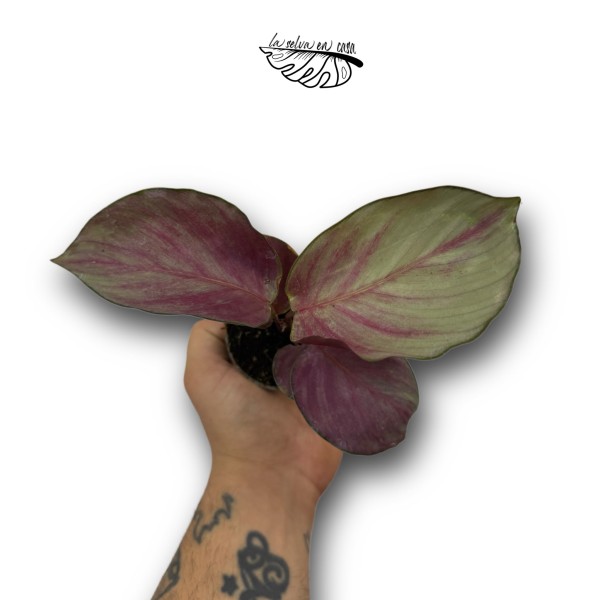 Calathea roseopicta 'Silver Plate'