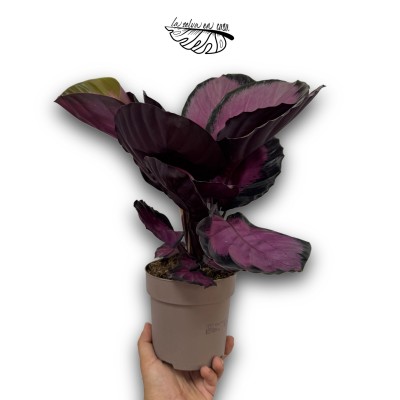 Calathea roseopicta Crimson Mysty Red MEDIUM