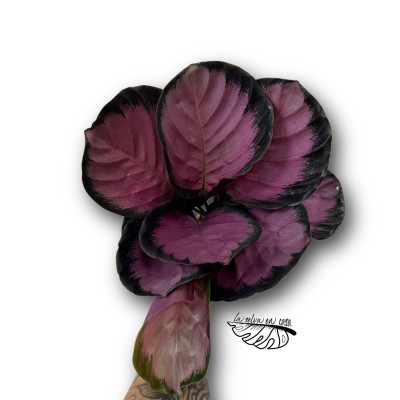 Calathea roseopicta Crimson Mysty Red MEDIUM 2