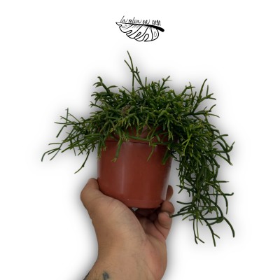Rhipsalis 'Oasis' cassutha
