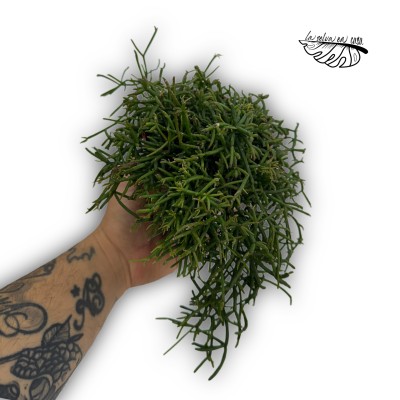 Rhipsalis 'Oasis' cassutha 2