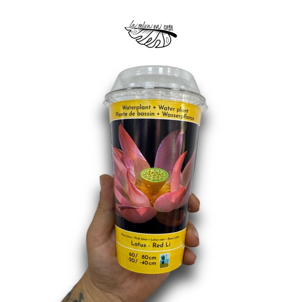 Nelumbo - Flor de Loto