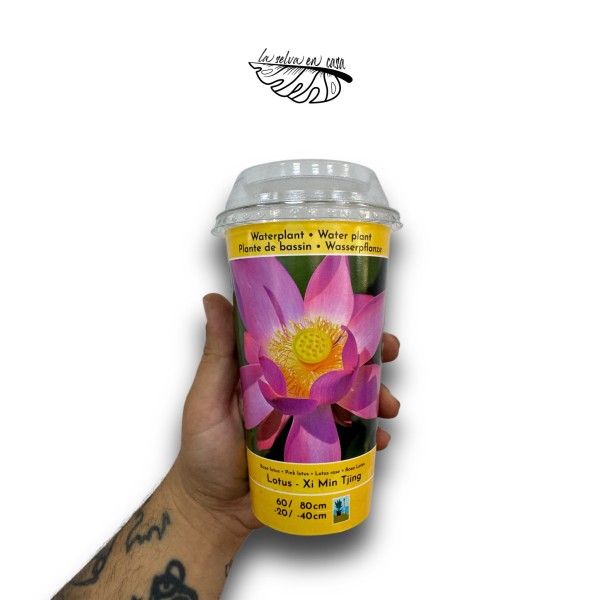 Nelumbo - Flor de Loto