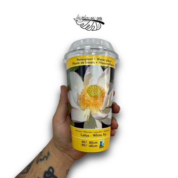 Nelumbo - Flor de Loto