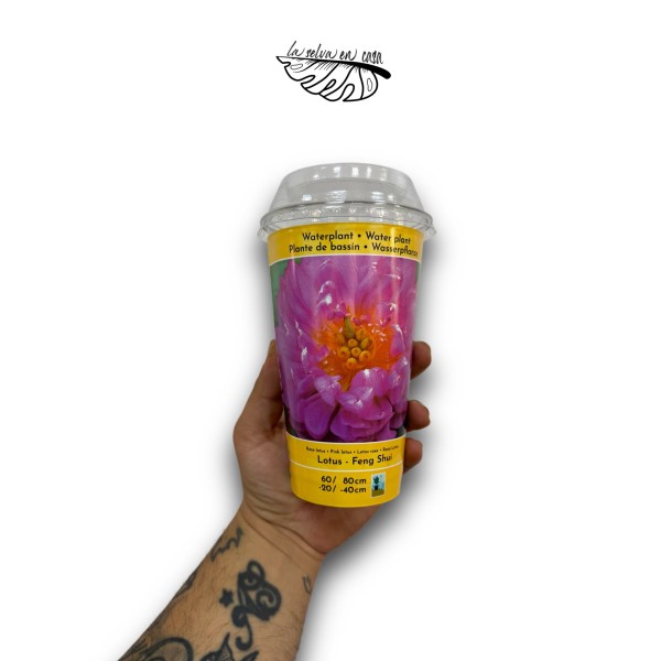Nelumbo - Flor de Loto