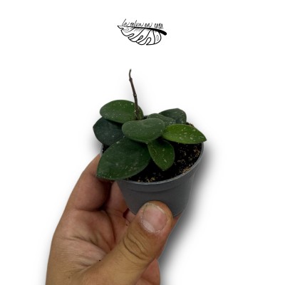 Hoya Mathilde Splash