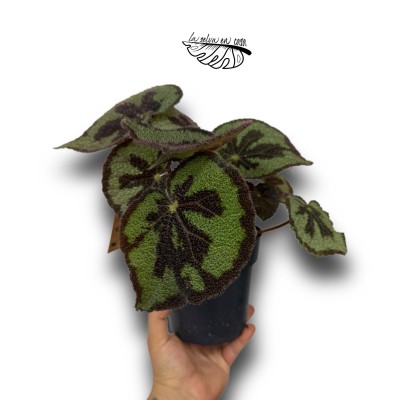 Begonia Masoniana Boulder