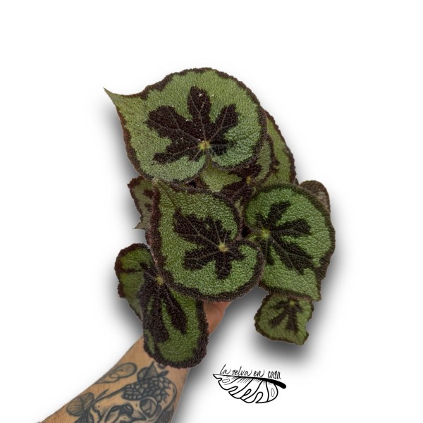 Begonia Masoniana Boulder