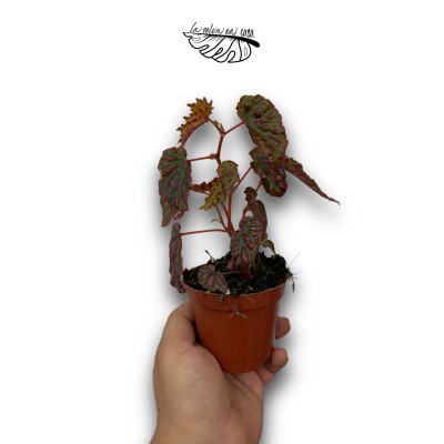 Begonia 'Pink Lady'