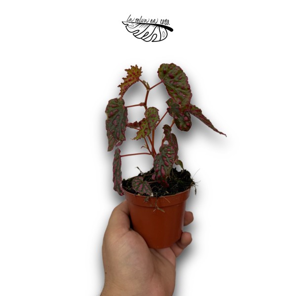 Begonia 'Pink Lady'