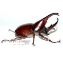 Xylotrupes gideon sumatrensis (2 larvas)