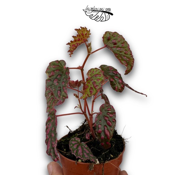 Begonia 'Pink Lady'