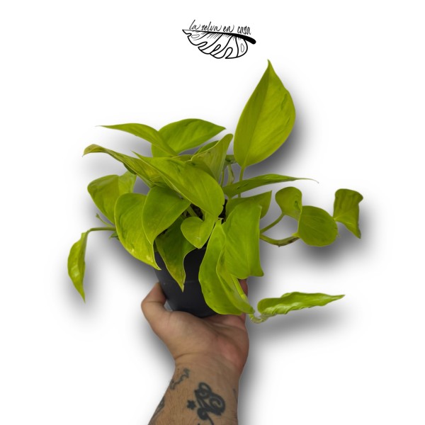 Epipremnum 'Lemon'
