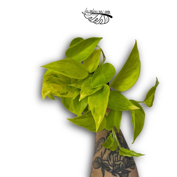 Epipremnum 'Lemon'
