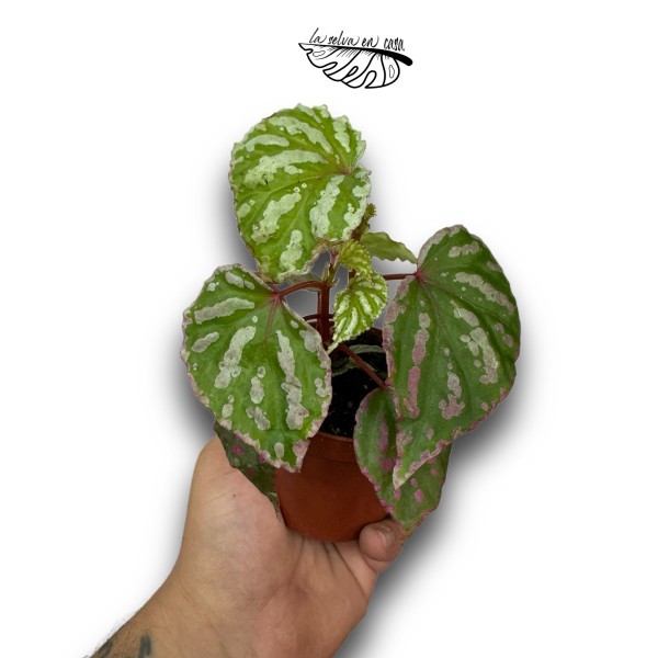 Begonia baramensis SMALL