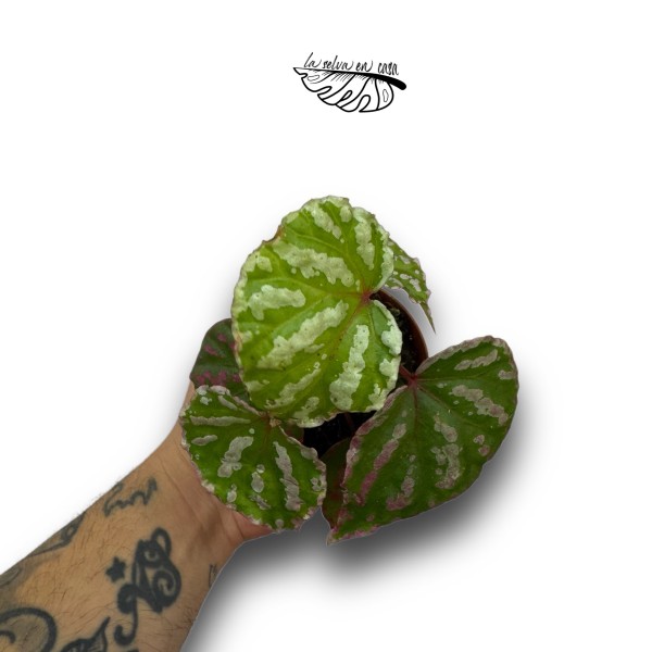 Begonia baramensis SMALL
