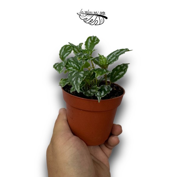 Pilea cadierei