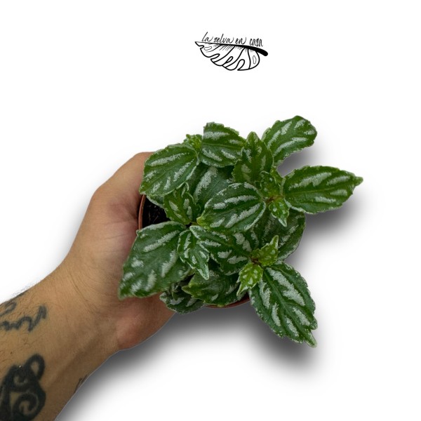 Pilea cadierei