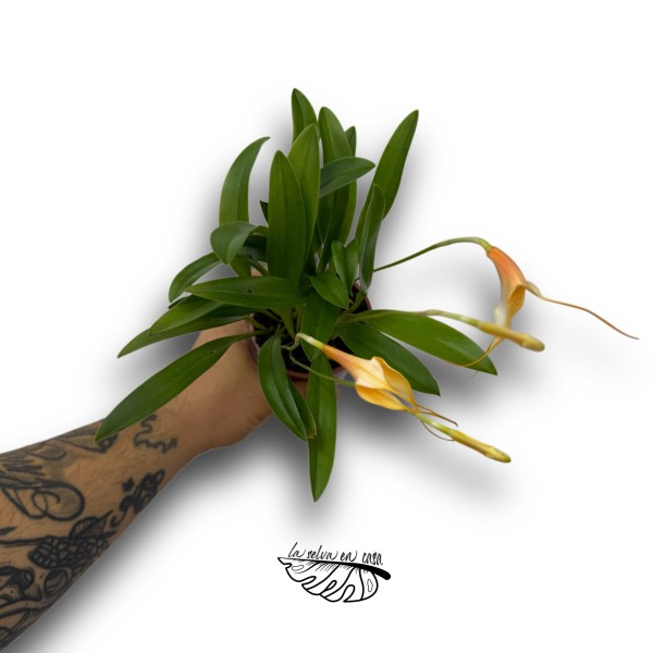 Masdevallia