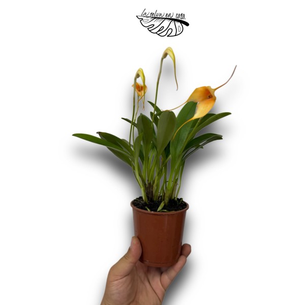 Masdevallia