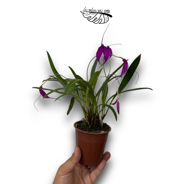 Masdevallia