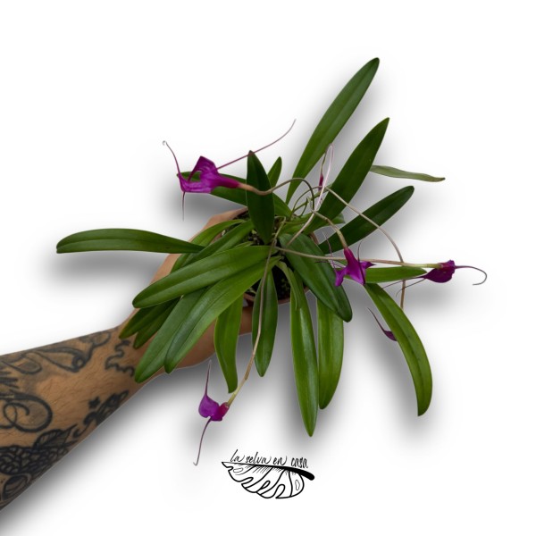 Masdevallia