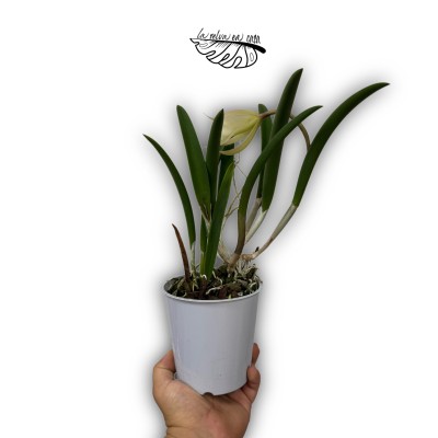 Brassavola sp.