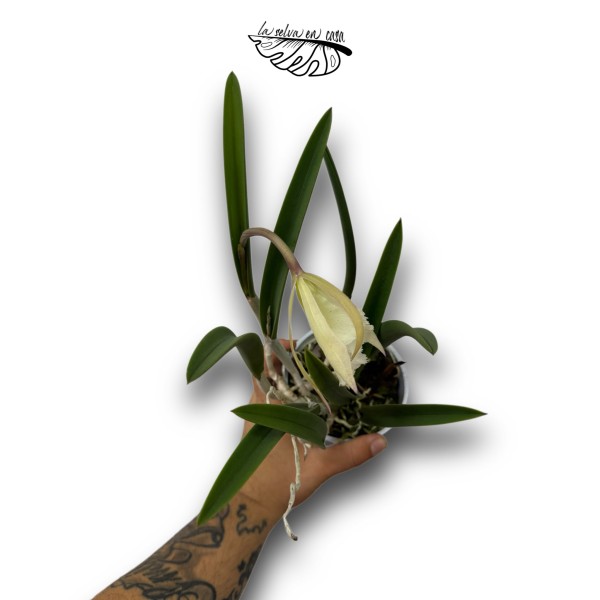 Brassavola sp.
